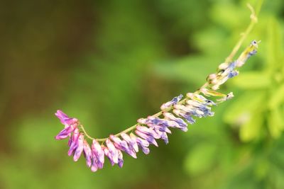 Close-up of purple flowering plant