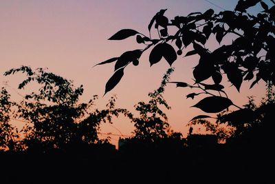 Silhouette trees against sky at sunset