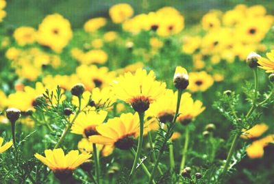 Close-up of yellow flowers blooming on field