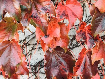 Close-up of maple leaves on tree during autumn