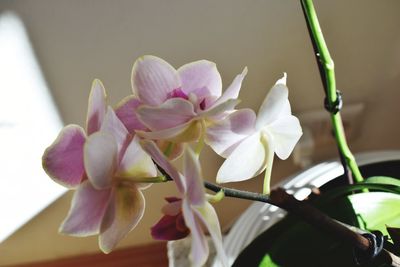 Close-up of flowers blooming outdoors