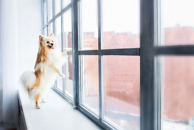 Portrait of dog standing by window at home