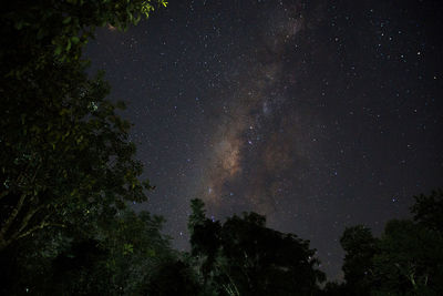 Low angle view of trees against sky at night