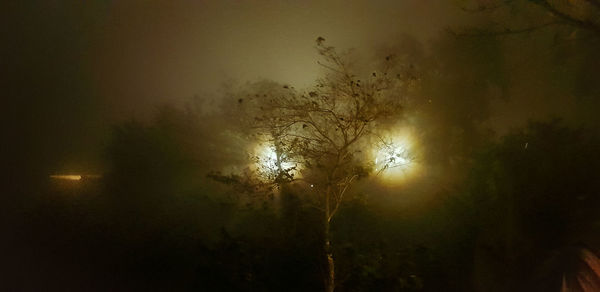 Low angle view of silhouette trees against sky at night