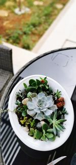 High angle view of potted plant on table