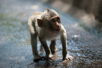 Cute monkeys in the forest
