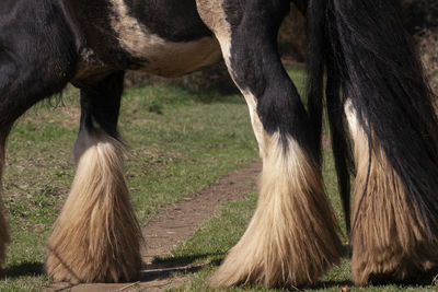 Horse grazing in a field