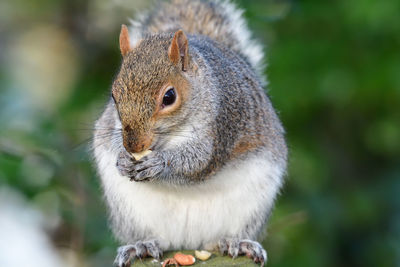 Close-up of squirrel eating food