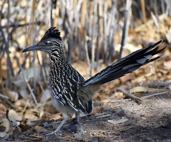 Close-up of bird perching on ground