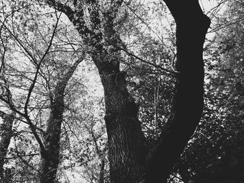 Low angle view of silhouette trees in forest against sky