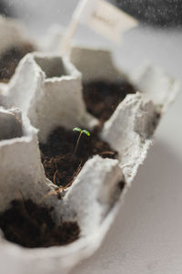 Close-up of potted plant