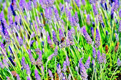 Close-up of lavender field