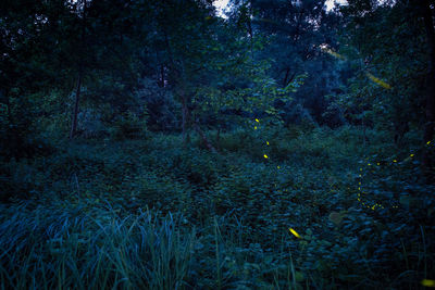 Close-up of plants growing in forest