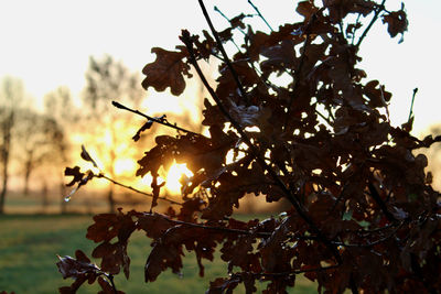 Low angle view of flowering plant against sky during sunset