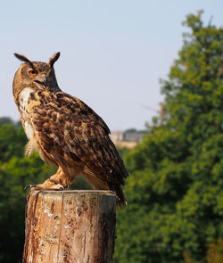 Side view of eurasian eagle owl perching on wooden post