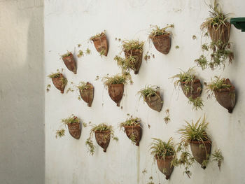High angle view of potted plants against wall