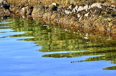 Reflection of trees in lake