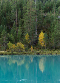 Scenic view of pine trees by lake in forest