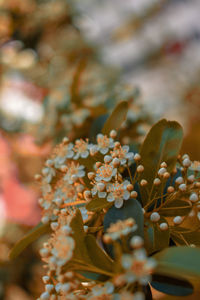 Close-up of flowering plant