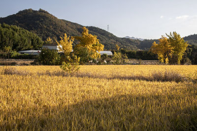 Scenic view of field against sky