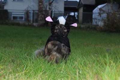 Dog in pet clothing on grassy field