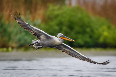 Pelikan flying over lake