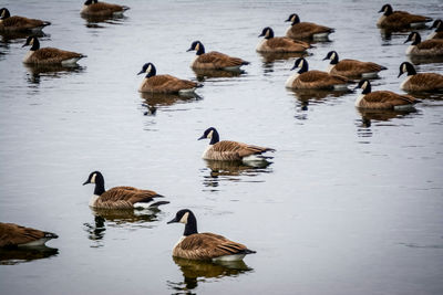 Ducks in lake