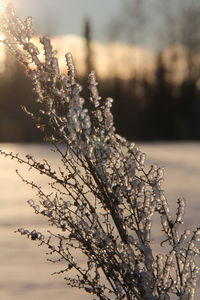 Close-up of cherry blossom tree during winter