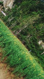 High angle view of trees growing on field