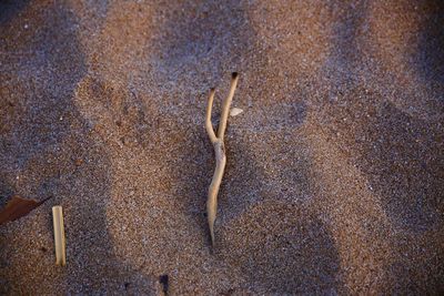 Close-up of lizard in water