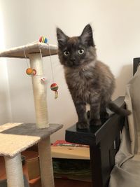 Portrait of cat sitting on table at home