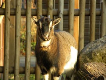 Close-up of goat in cage