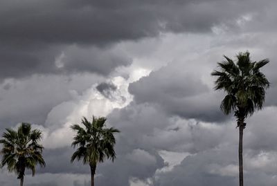 Low angle view of palm trees against sky