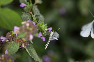 Close-up of insect on purple flower