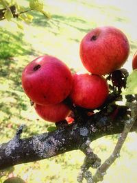 Close-up of cherries on tree