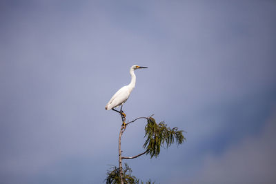 White snowy egret egretta thula bird perches at the very top of a cypress tree in the swamp