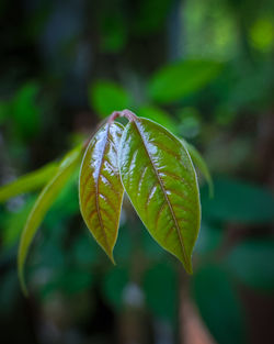 Close-up of green leaves