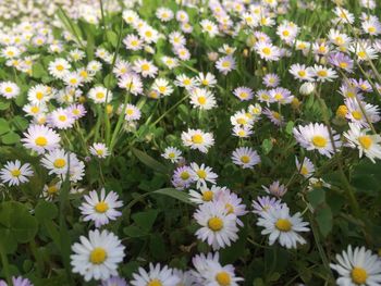 Close-up of flowers blooming outdoors