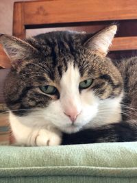 Close-up portrait of a cat