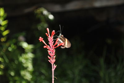 Close-up of insect on red flower