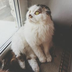 Cat looking through window