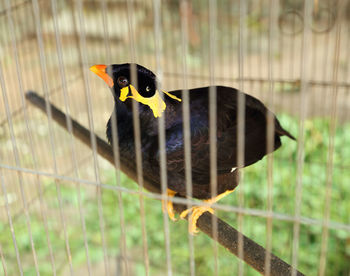 Close-up of bird in cage