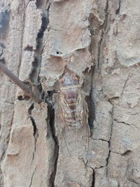 Full frame shot of tree trunk