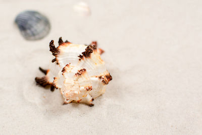 Close-up of insect