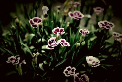 Close-up of pink flowers blooming outdoors