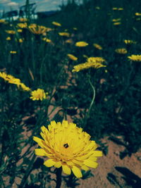 Close-up of yellow flowering plant on land