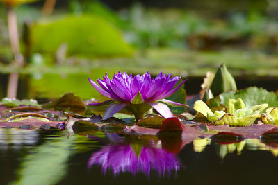 Close-up of lotus water lily in pond