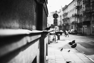 Pigeons perching on retaining wall in city