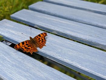 Close-up of butterfly on wood