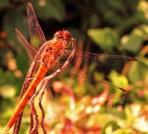 Close-up of insect on plant